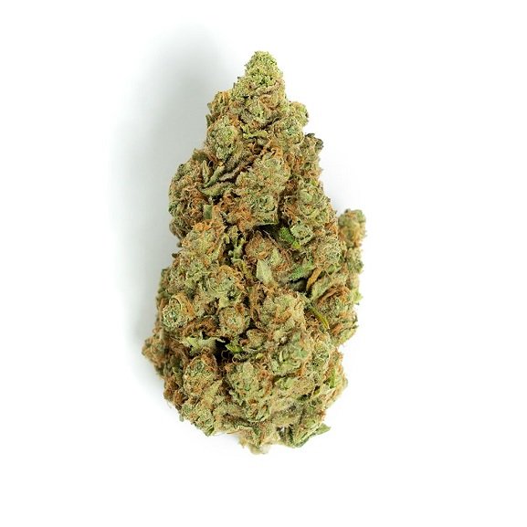 CBD-Blüten Amnesia – Premium-CBD-Blüten aus der Schweiz von Green Passion